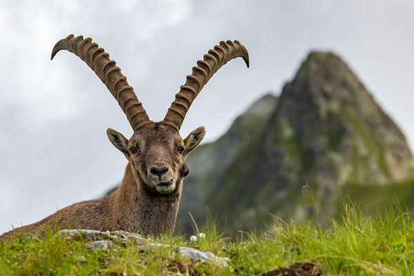 Alpenchalet Silbertal - Bergsommer im Montafon
