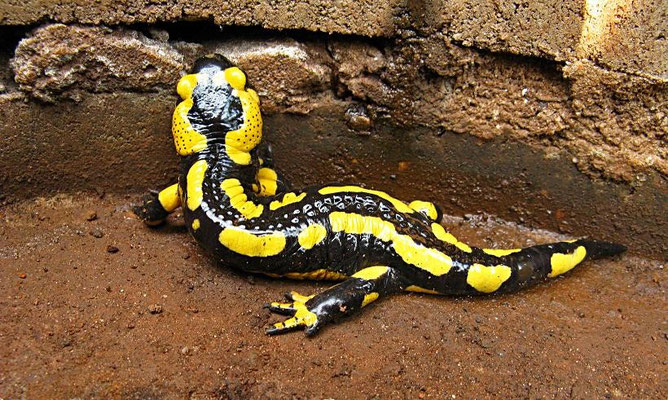 Feuersalamander in Zisterne