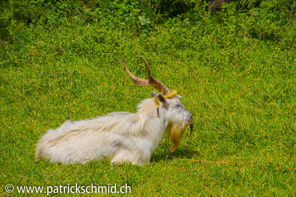 Wachhund 2