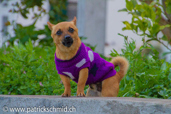 Wachhund 1