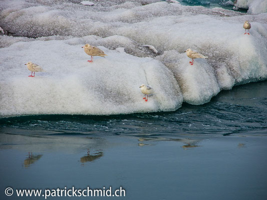 Gemütlich vom Gletscher ins Meer per Eistaxi...