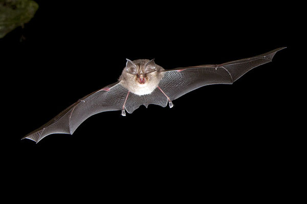 Im Dachboden des NaturErlebnisHauses wohnt die Kleine Hufeisennase. © C. Robiller/naturlichter.de