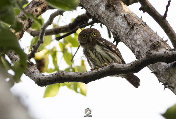 Ferruginous Pygmy Owl (Glaucidium brasilianum)