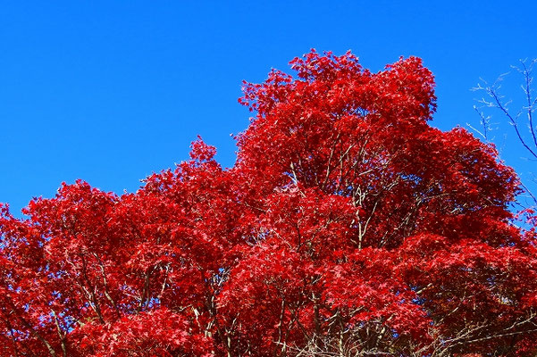 平成　レトロ　キティ　根付け　秋の和み　赤とんぼ　木の葉　紅葉 平成 レトロ キティ 根付け 秋の和み 赤とんぼ 木の葉 紅葉 平成