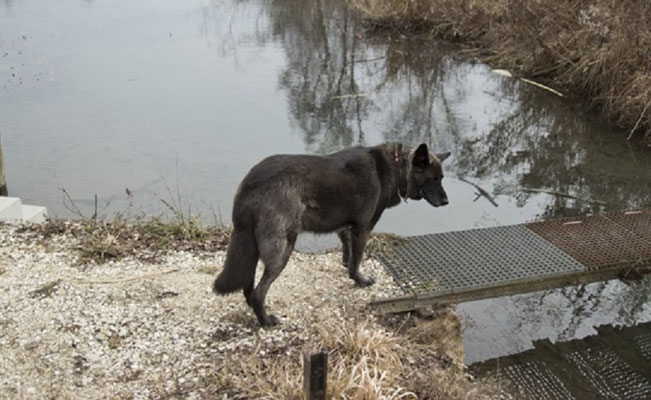 Hund stehend Filztier Tierportrait