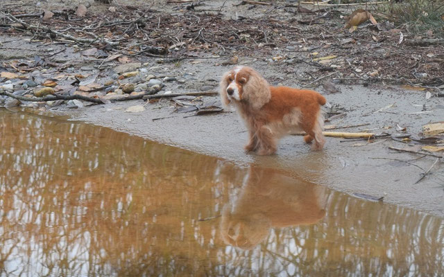 handgefilztes Spaniel Hundeportrait stehend im Wasser aus Wolle
