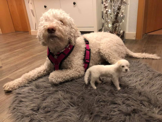 Hund aus Wolle filzen realistisches Tierportrait handgemacht