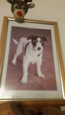 Hund stehend Filztier Tierportrait