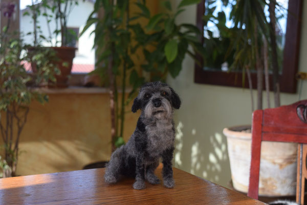 kleiner Hund aus Wolle handgefilzt realistisches Tierportrait