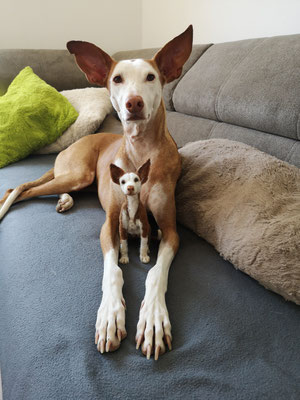 Podenco Hund Filztier liegend realistisches Tierportrait aus Wolle