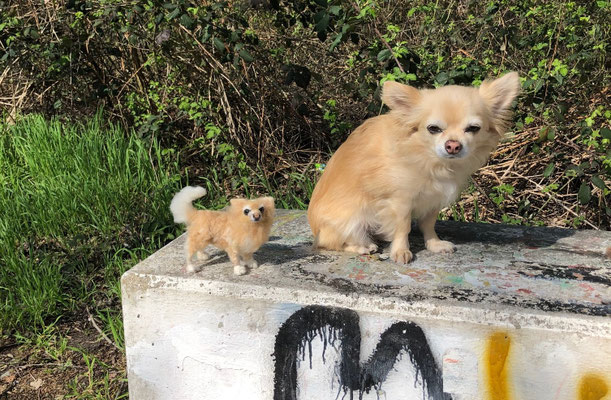 Hund stehend Filztier Tierportrait