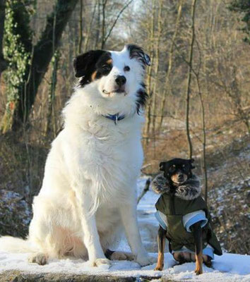 handgefilzte Hunde sitzend mehrere Hundeportraits aus Wolle realistisch