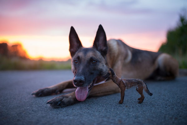 handgefilztes Hundeportrait liegend aus Wolle im Freien realistisch