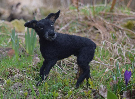 Filztier Tierportrait Hund
