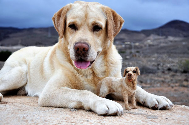 handgefilztes Hundeportrait liegend aus Wolle im Freien realistisch