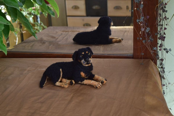 Hund Filztier Tierportrait liegend