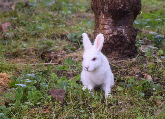 handgefilztes Kaninchen realistisch aus Wolle Tierportrait handgefertigt