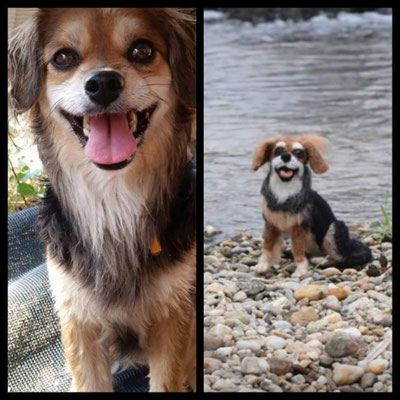 handgefilztes Hundeportrait aus Wolle detailgetreu realistisch