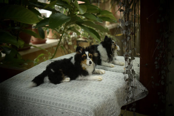 Hund liegend Filztier Tierportrait