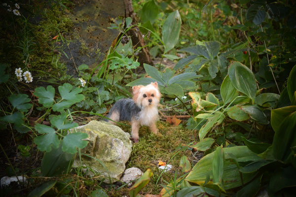 Hund sitzend Filztier Tierportrait