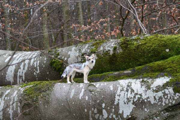 Tschechischer Wolfshund TWH Hund Filztier Tierportrait stehend