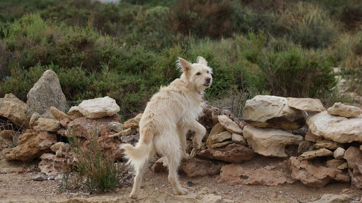 Podenco Mix Hund Filztier stehend handgefilzt mit Naturstein