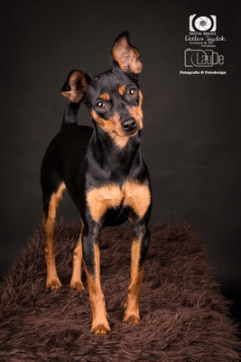 handgefilztes Prager Rattler Hundeportrait stehend aus Wolle realistisch