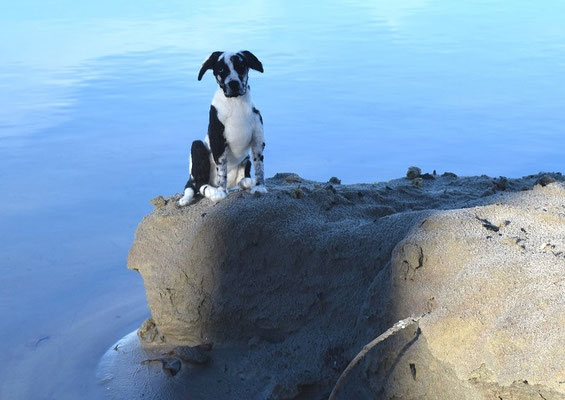 handgefilztes Deutsche Dogge Hundeportrait schwarz weiß aus Wolle draußen