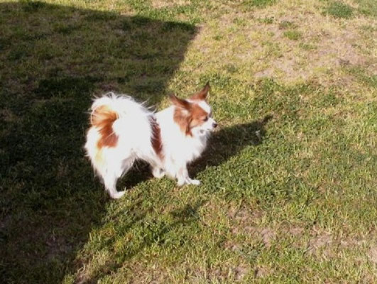 Hund stehend Filztier Tierportrait