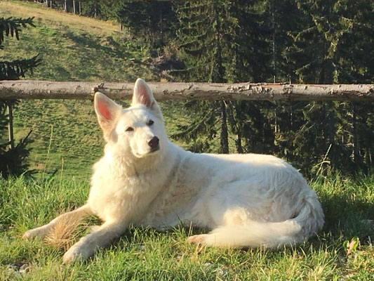realistisches Filztier weißer Schäferhund Tierportrait handgefertigt
