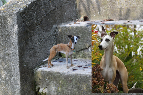 handgefilztes Whippet Windhund Tierportrait stehend aus Wolle realistisch