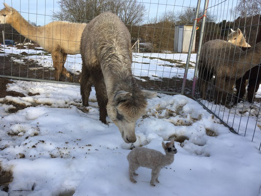 handgefilztes Alpaka Tierportrait aus Wolle im Schnee fotografiert