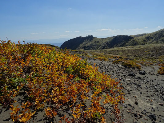 Les plantes pionnières 