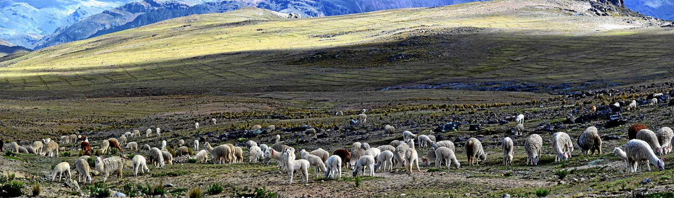 Oben erwarten uns große Herden von Alpacas.