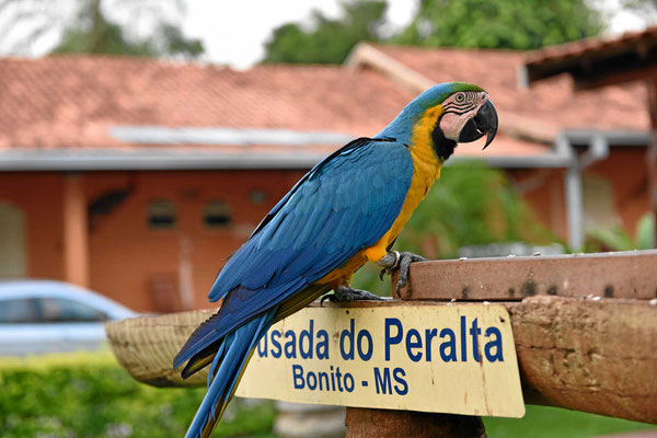 Die Vögel des Pantanal.
