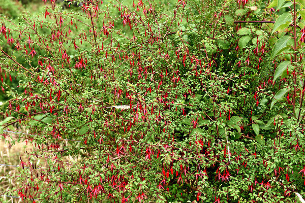 Fuchsien über Fuchsien, ein Paradies für Kolibibris.