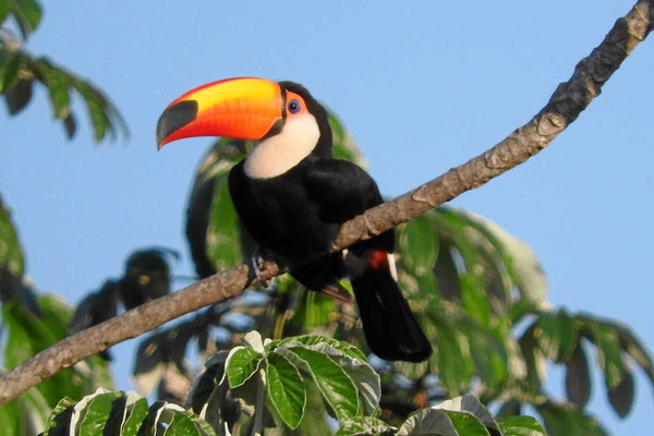 Die Vögel des Pantanal.