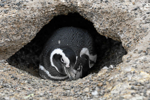 Und da begrüßen uns die Magellanpinguine. Sie wohnen in Erdhöhlen.