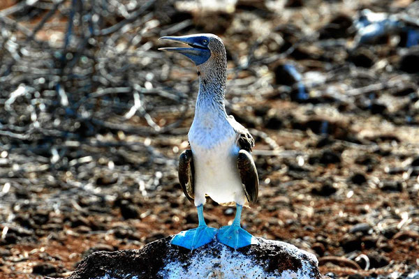 Der Blaufußtölpel (blue booby), unser Star auf Galapagos.l