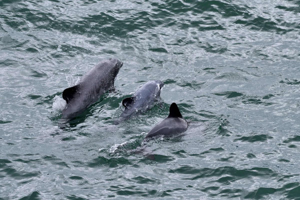 Delphine jagen direkt unterhalb meines Mittagspausenplatzes.