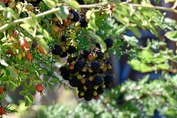 Neben den Fuchsien begleiten uns die Brombeeren entlang unseres Weges.