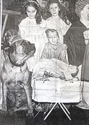 Susie the Mastiff at the School Nativity, 1954