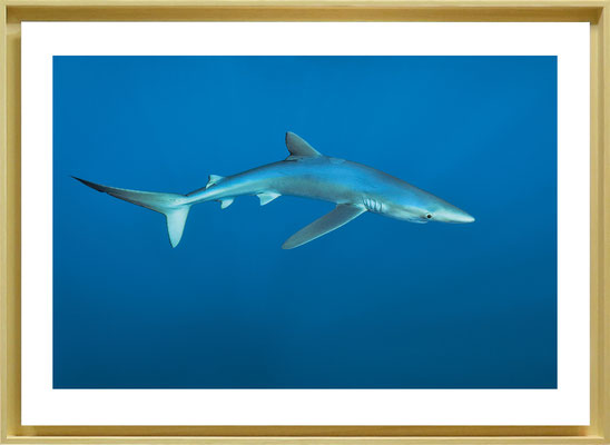 PEL04 - Requin peau bleue