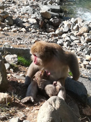 Un bébé singe en train de téter sa maman