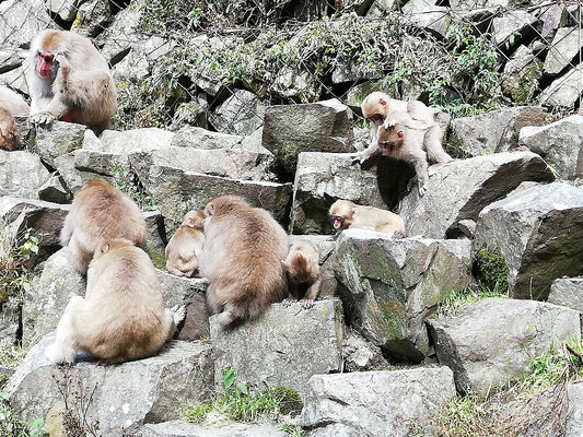 Le troupeau de singes