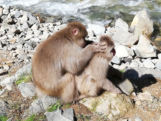 Singes qui se cherchent les poux