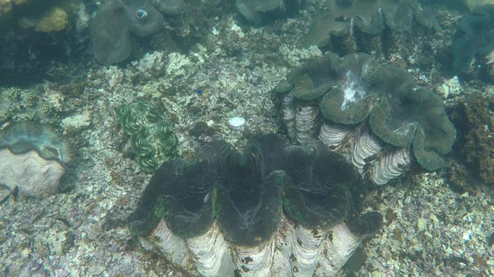 Giant clams