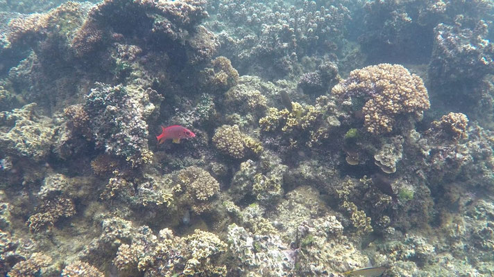 Poisson rose caché dans son corail