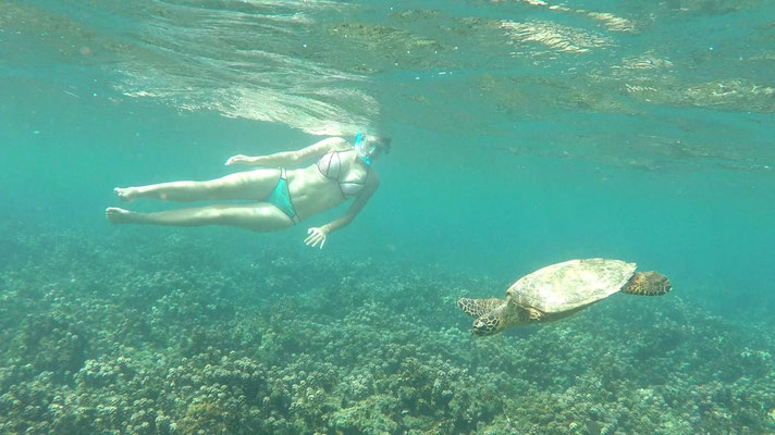Charlotte et une tortue