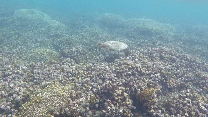 Tortue 